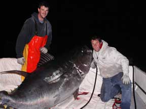 Provincetown Ma Bluefin Tuna